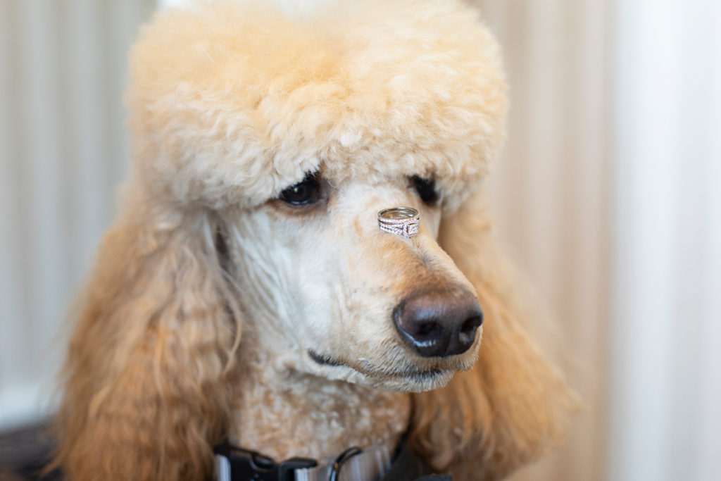 Therapy Poodle Dog as ring bearer