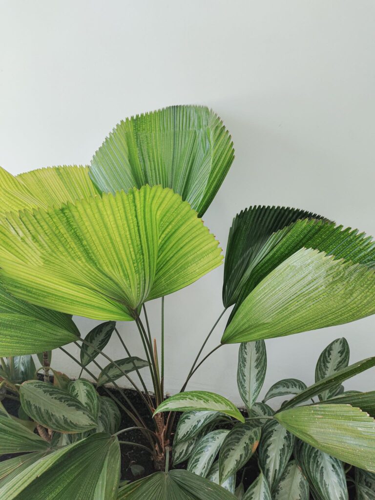 Plants on White Background